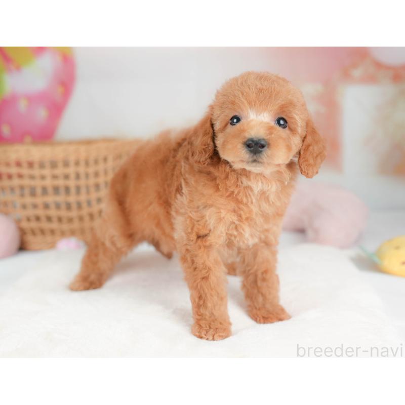 販売中の栃木県のトイプードル-439226の10枚目