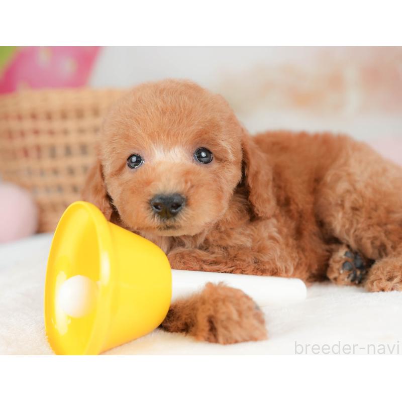 販売中の栃木県のトイプードル-439226の8枚目