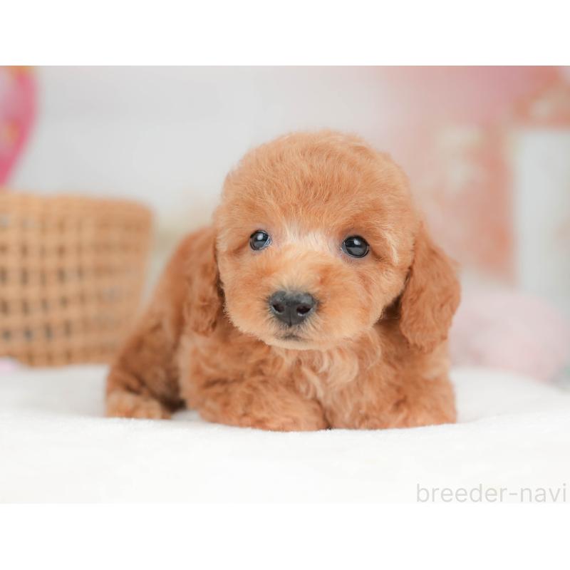 販売中の栃木県のトイプードル-439226の7枚目