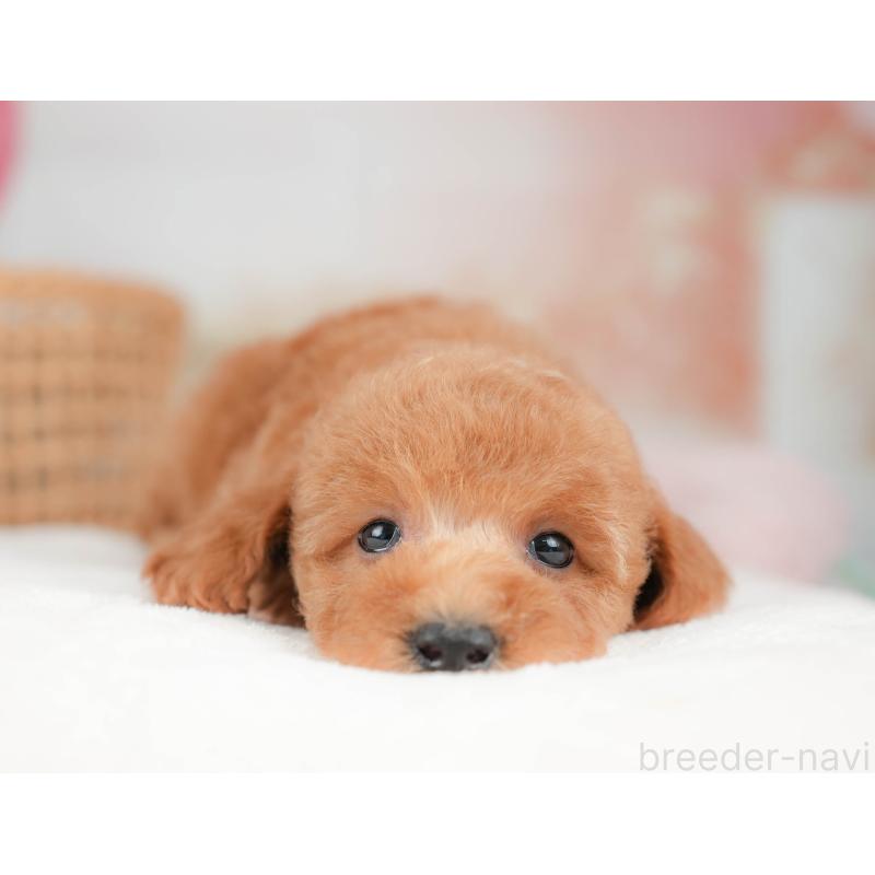 販売中の栃木県のトイプードル-439226の5枚目