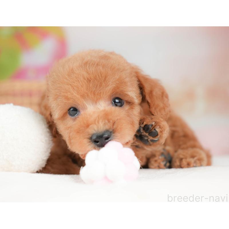 販売中の栃木県のトイプードル-439226の4枚目