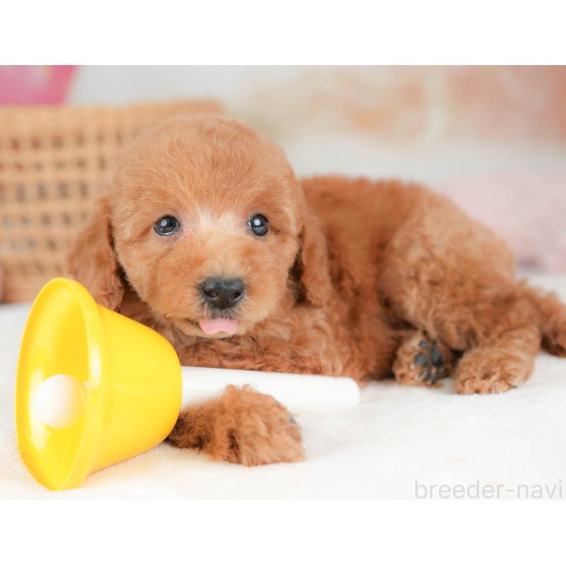 販売中の栃木県のトイプードル-439226の3枚目