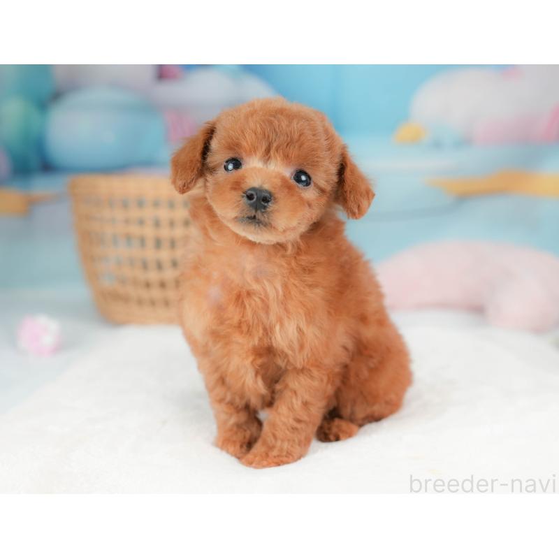 販売中の栃木県のトイプードル-439220