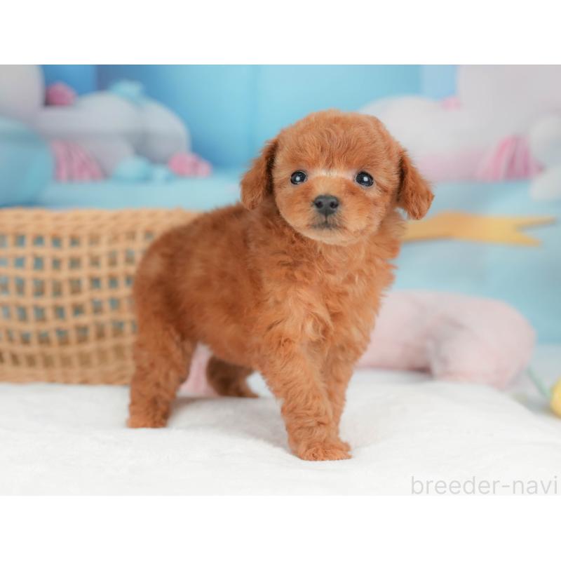 販売中の栃木県のトイプードル-439220の11枚目