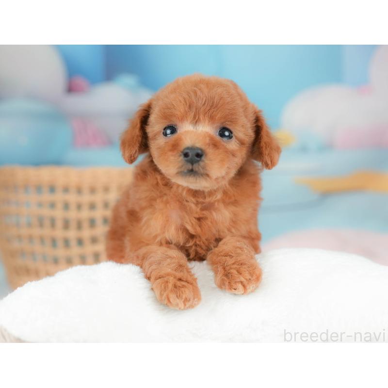 販売中の栃木県のトイプードル-439220の10枚目