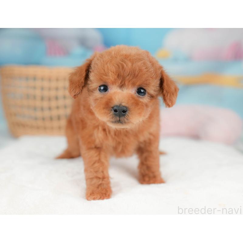 販売中の栃木県のトイプードル-439220の9枚目