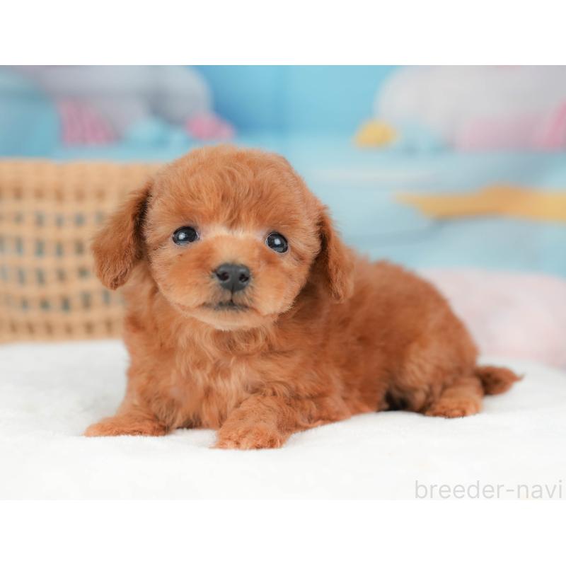 販売中の栃木県のトイプードル-439220の8枚目