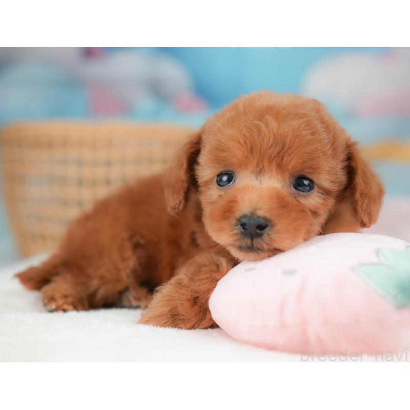 販売中の栃木県のトイプードル-439220の7枚目