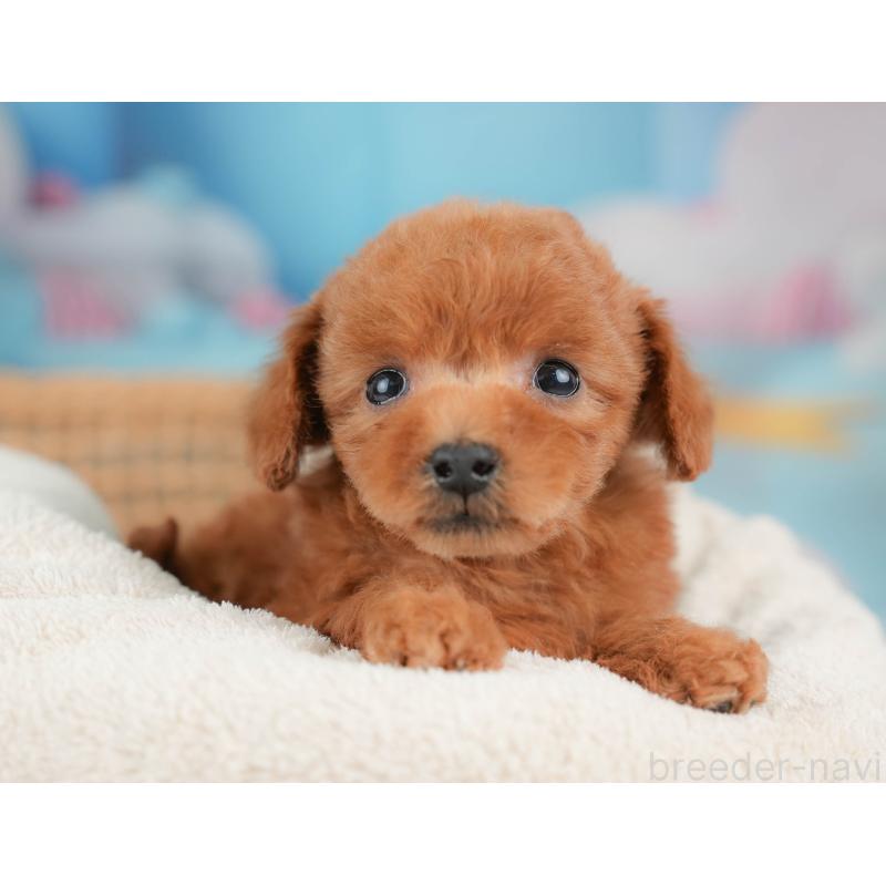 販売中の栃木県のトイプードル-439220の6枚目