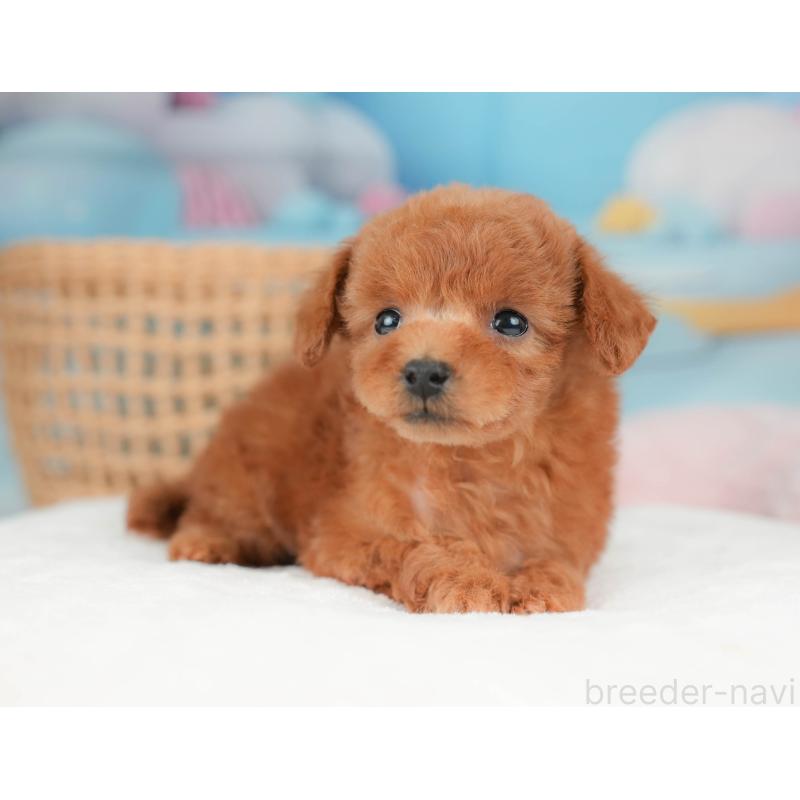 販売中の栃木県のトイプードル-439220の5枚目