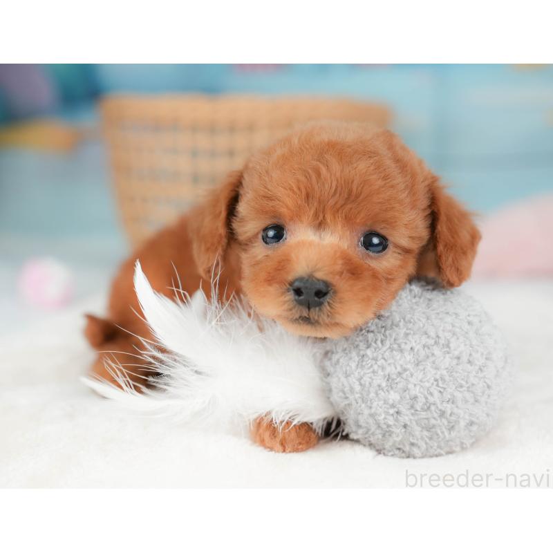 販売中の栃木県のトイプードル-439220の4枚目