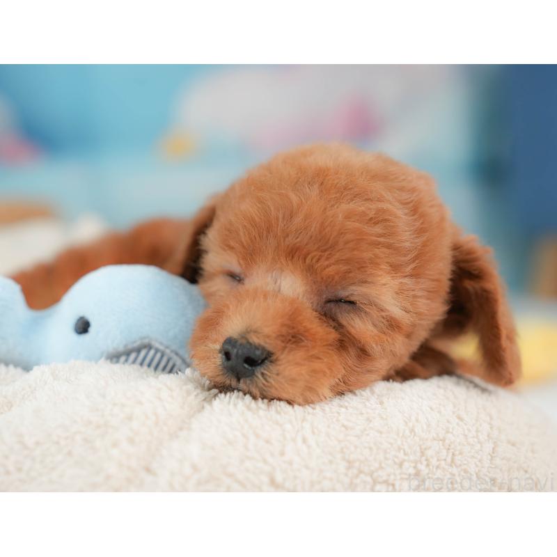 販売中の栃木県のトイプードル-439220の3枚目