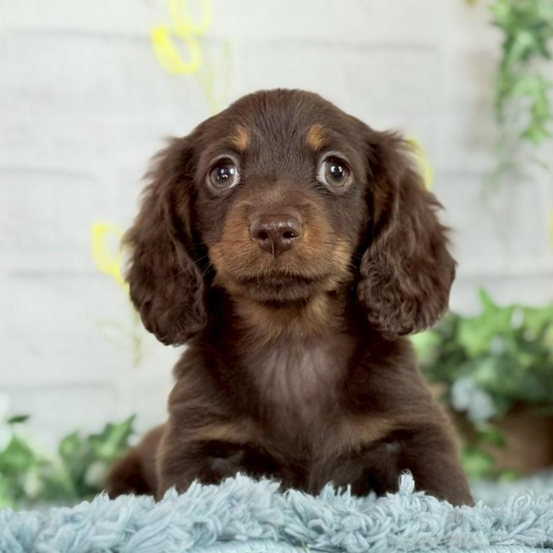 販売中の埼玉県のミニチュアダックスフンド(ロングヘアード)-437401