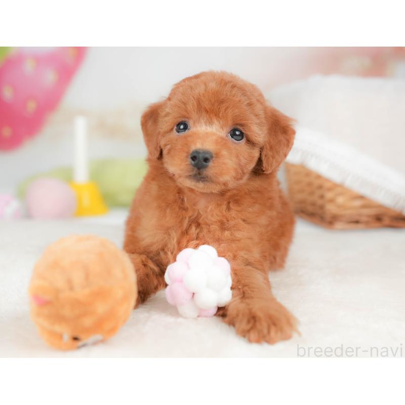 販売中の栃木県のトイプードル-439211の11枚目