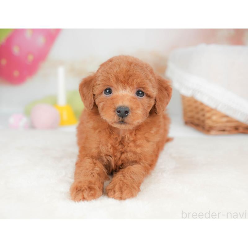 販売中の栃木県のトイプードル-439211の8枚目