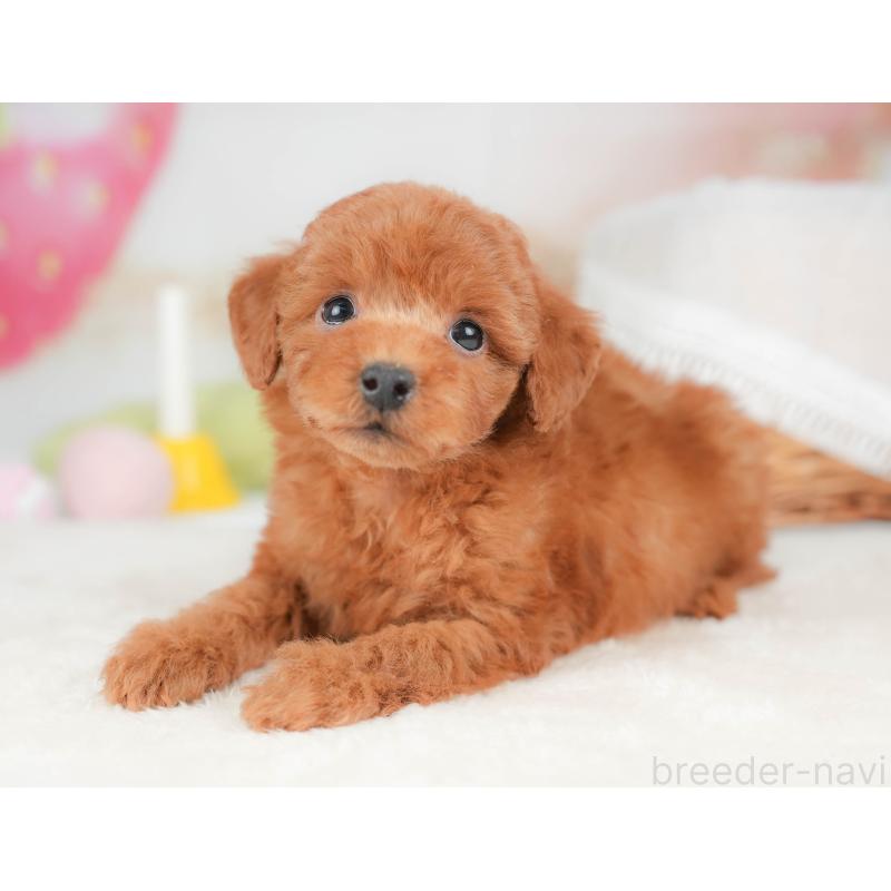 販売中の栃木県のトイプードル-439211の6枚目