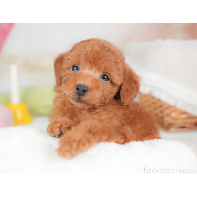 販売中の栃木県のトイプードル-439211の5枚目