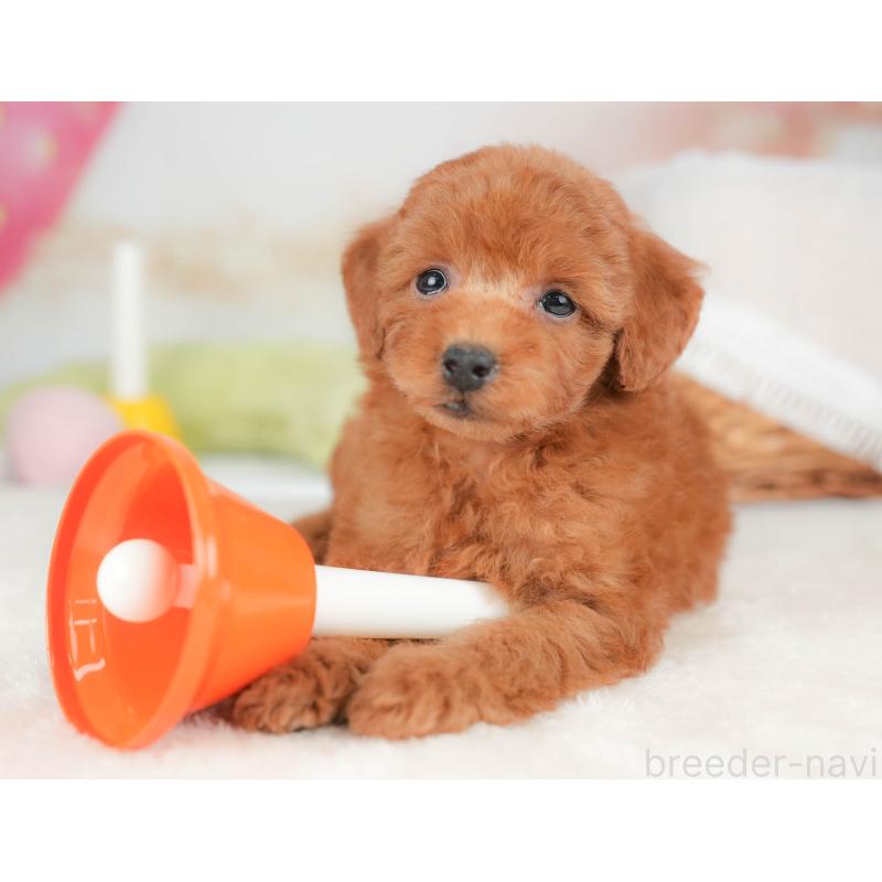 販売中の栃木県のトイプードル-439211の4枚目