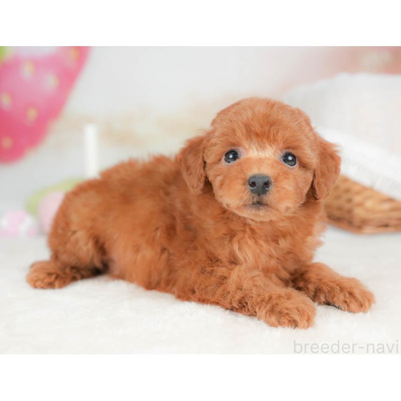 販売中の栃木県のトイプードル-439211の3枚目