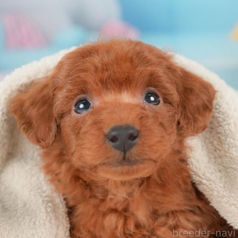 販売中の栃木県のトイプードル-439207