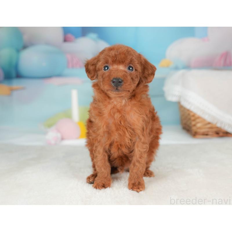 販売中の栃木県のトイプードル-439207の11枚目