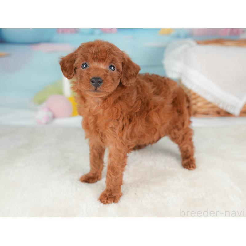 販売中の栃木県のトイプードル-439207の10枚目