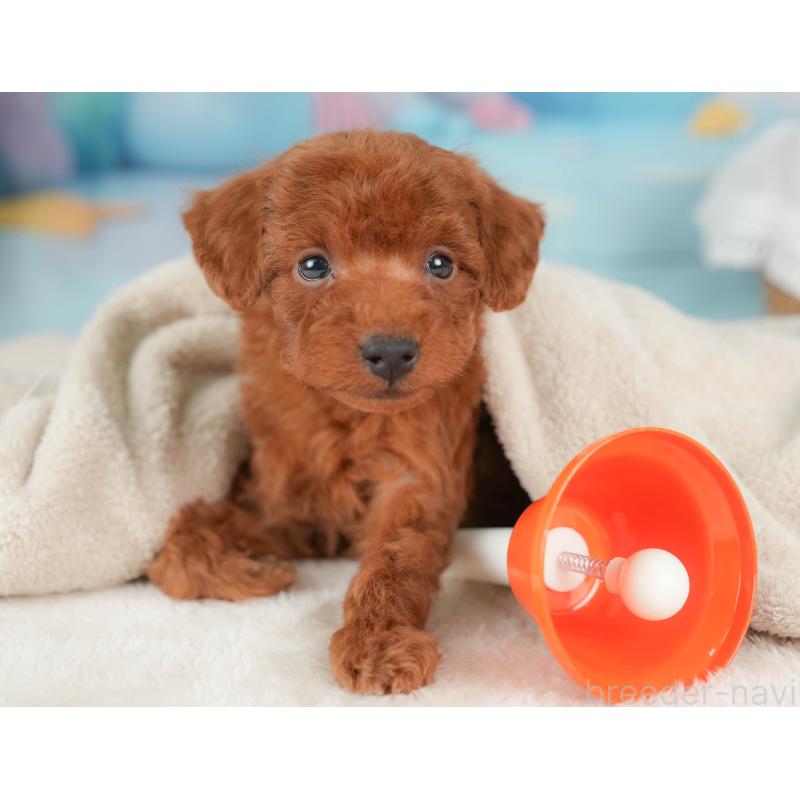 販売中の栃木県のトイプードル-439207の9枚目