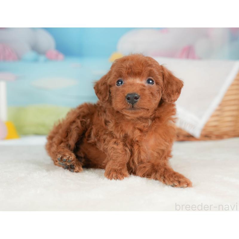 販売中の栃木県のトイプードル-439207の8枚目