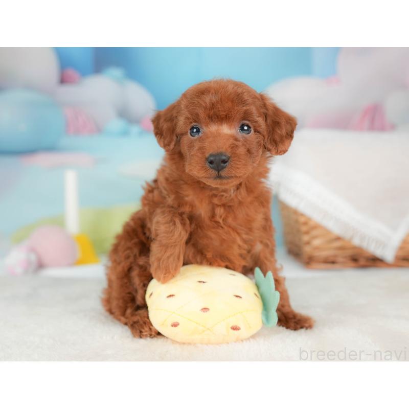 販売中の栃木県のトイプードル-439207の7枚目