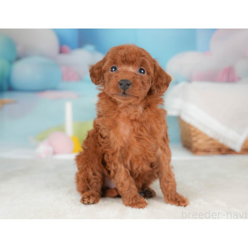 販売中の栃木県のトイプードル-439207の6枚目