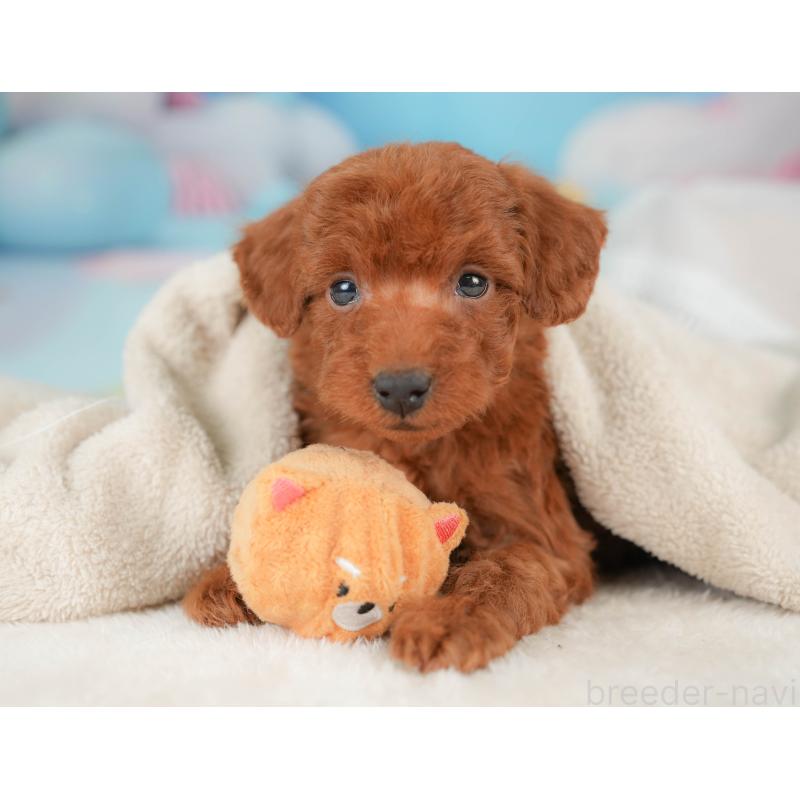 販売中の栃木県のトイプードル-439207の5枚目