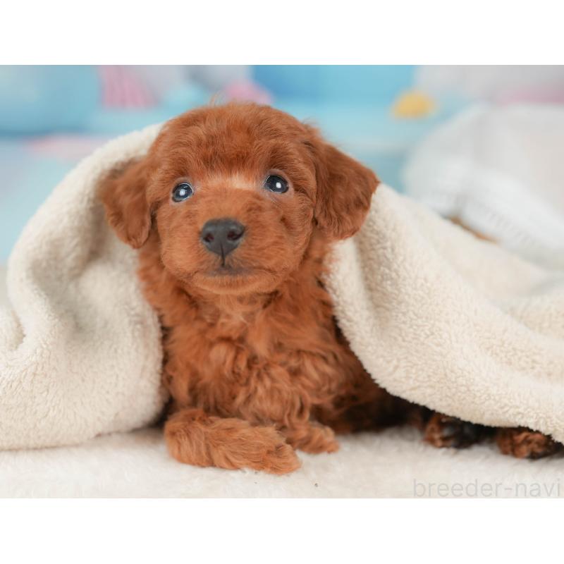 販売中の栃木県のトイプードル-439207の4枚目