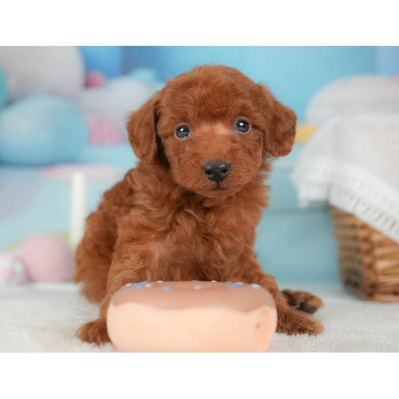 販売中の栃木県のトイプードル-439207の3枚目