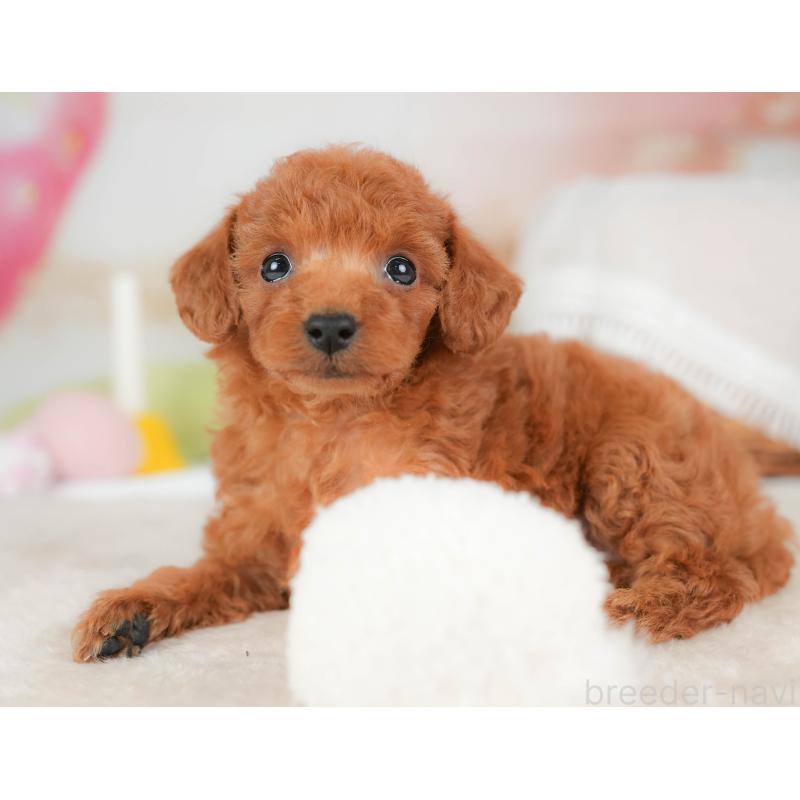 販売中の栃木県のタイニープードル-439204の1枚目