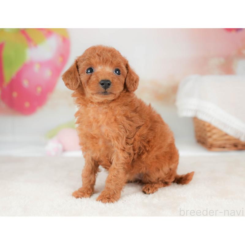 販売中の栃木県のタイニープードル-439204の11枚目