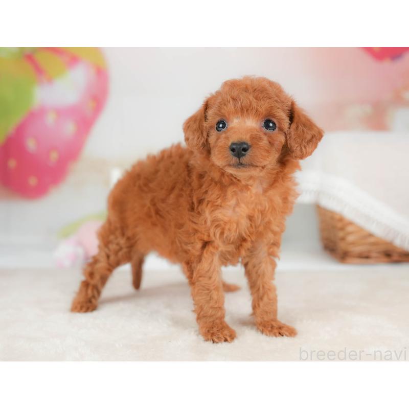 販売中の栃木県のタイニープードル-439204の10枚目