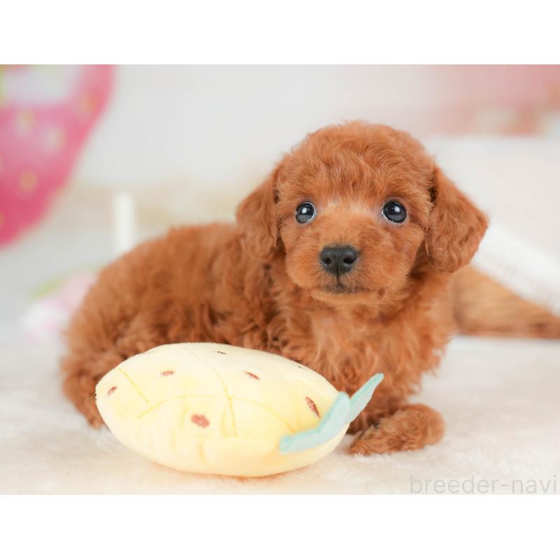 販売中の栃木県のタイニープードル-439204の9枚目