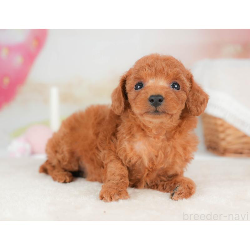 販売中の栃木県のタイニープードル-439204の8枚目