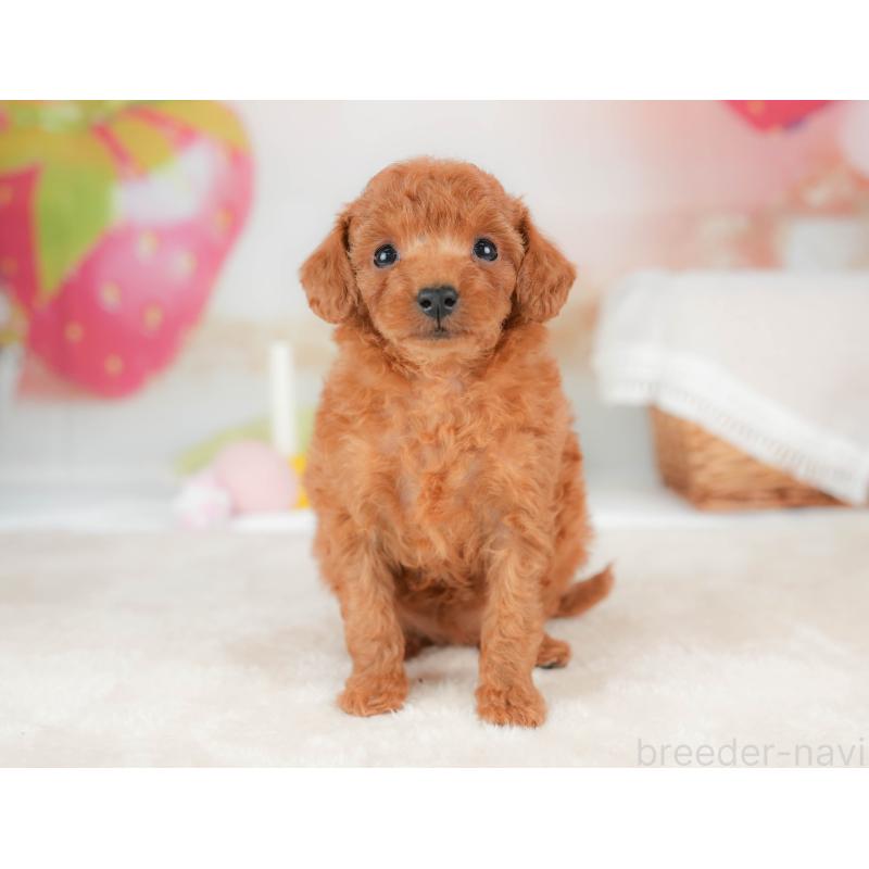 販売中の栃木県のタイニープードル-439204の7枚目