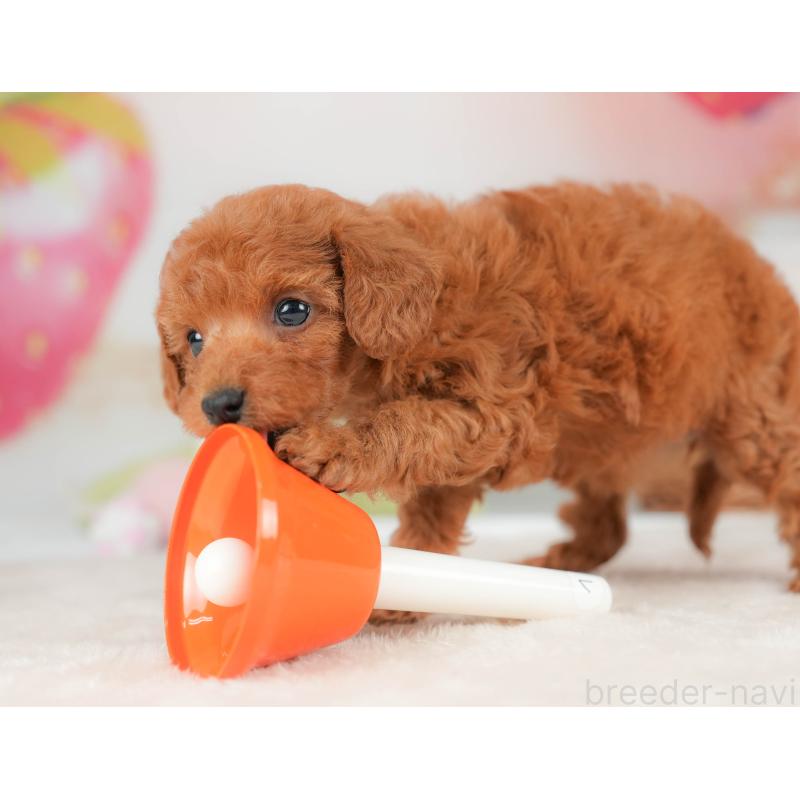 販売中の栃木県のタイニープードル-439204の6枚目