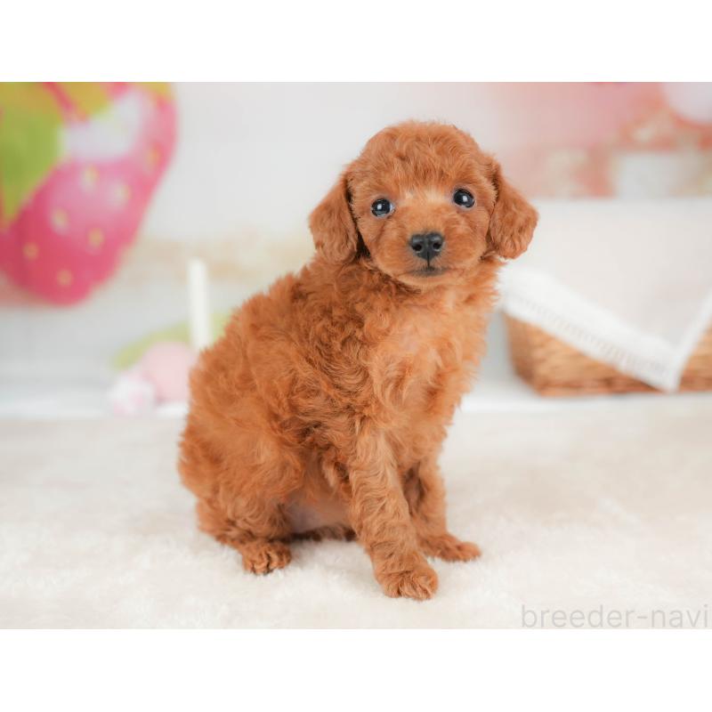 販売中の栃木県のタイニープードル-439204の5枚目