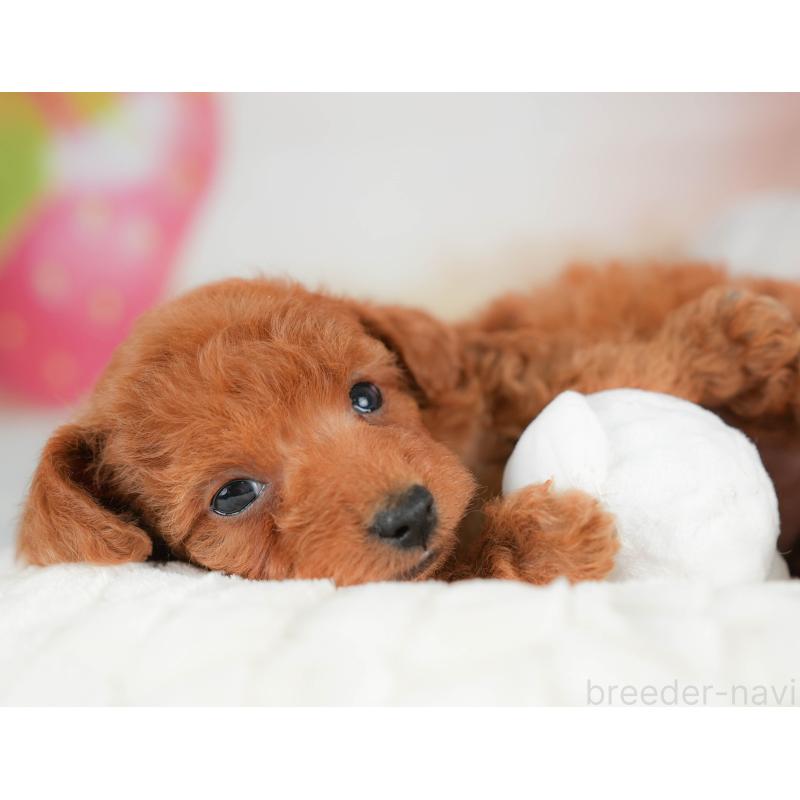 販売中の栃木県のタイニープードル-439204の3枚目