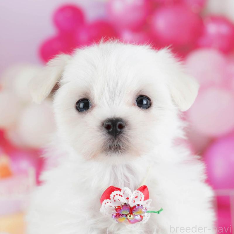 販売中の東京都のマルチーズ-439659の9枚目