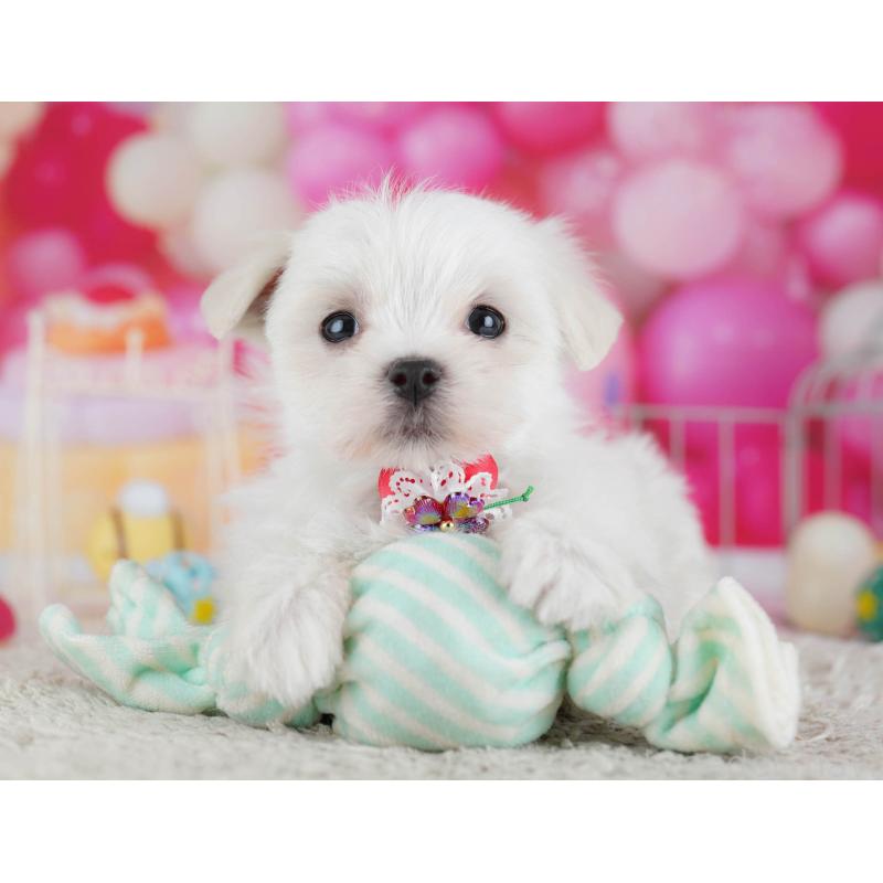 販売中の東京都のマルチーズ-439659の7枚目