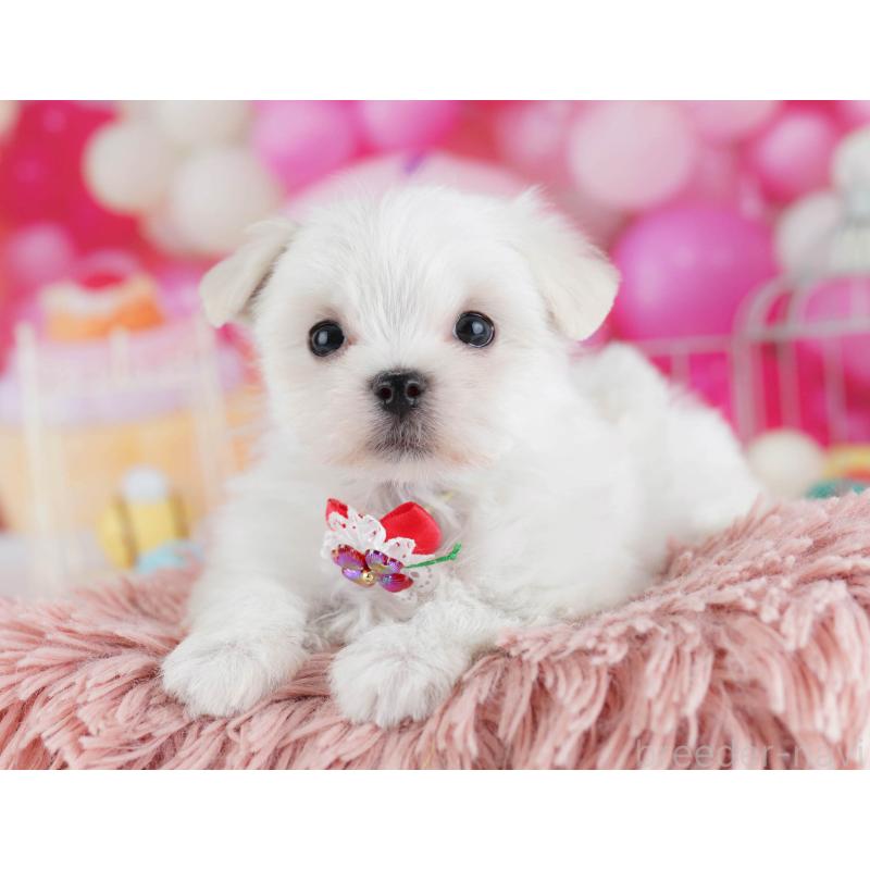 販売中の東京都のマルチーズ-439659の6枚目