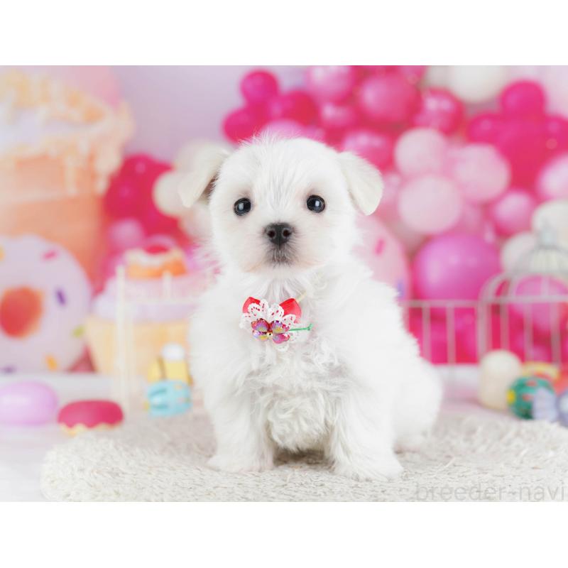 販売中の東京都のマルチーズ-439659の4枚目