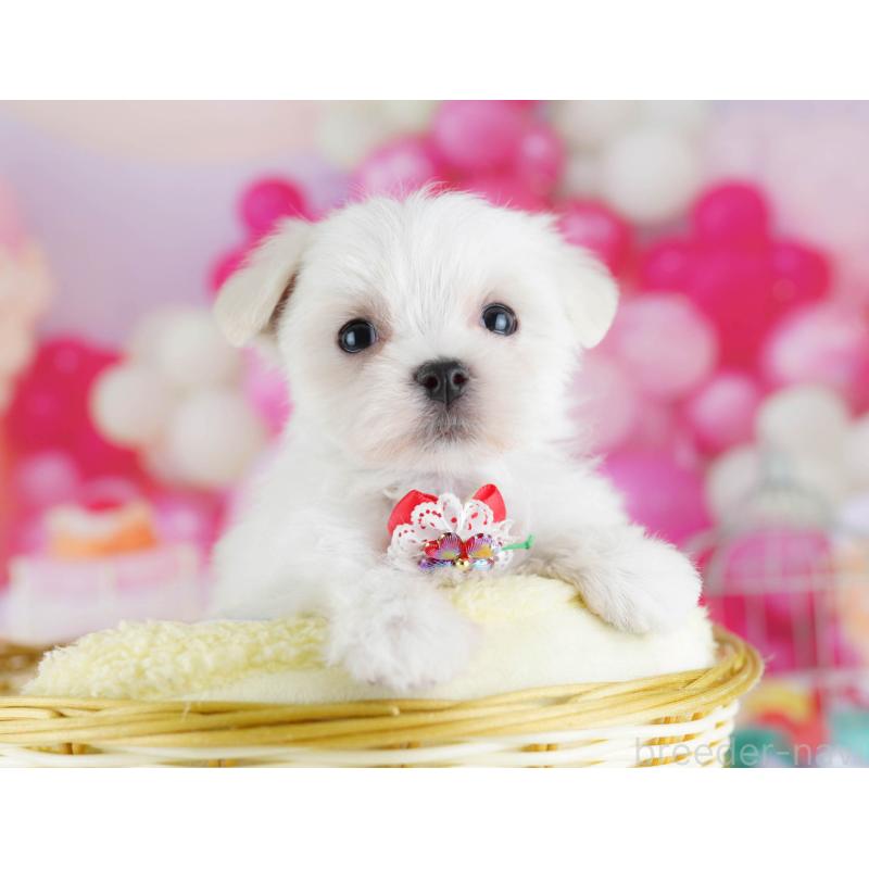 販売中の東京都のマルチーズ-439659の3枚目