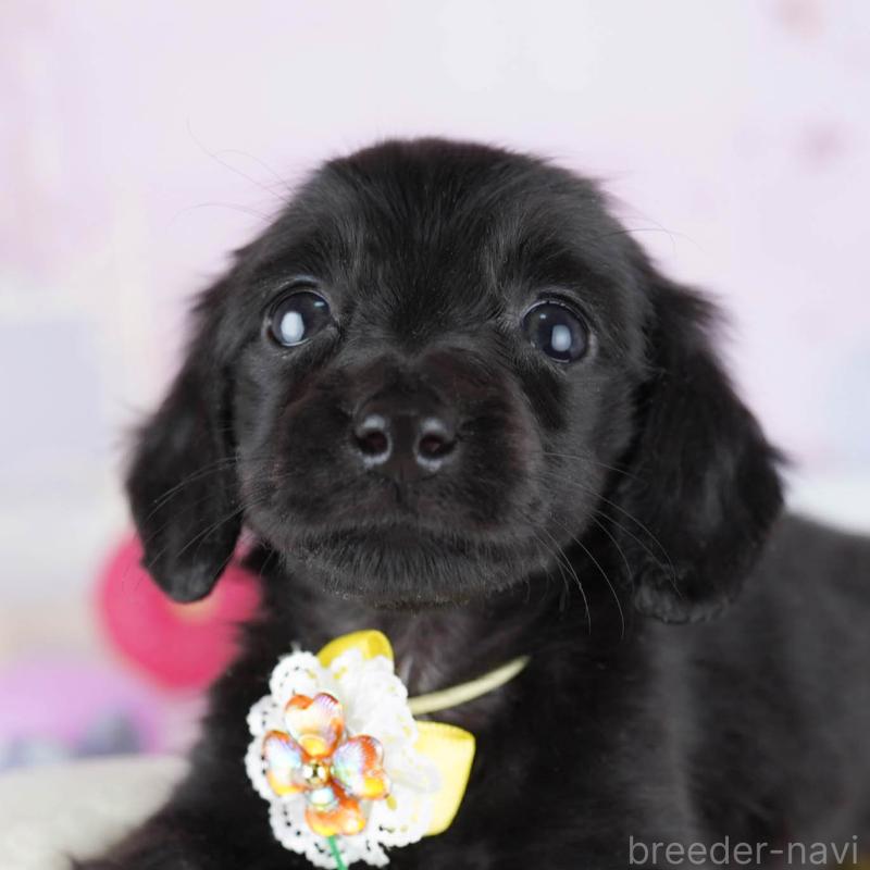 販売中の東京都のミニチュアダックスフンド(ロングヘアード)-439653の1枚目