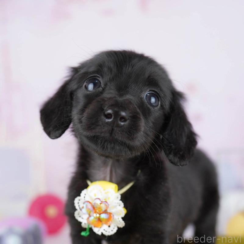 販売中の東京都のミニチュアダックスフンド(ロングヘアード)-439653の9枚目