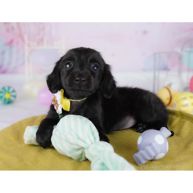 販売中の東京都のミニチュアダックスフンド(ロングヘアード)-439653の8枚目